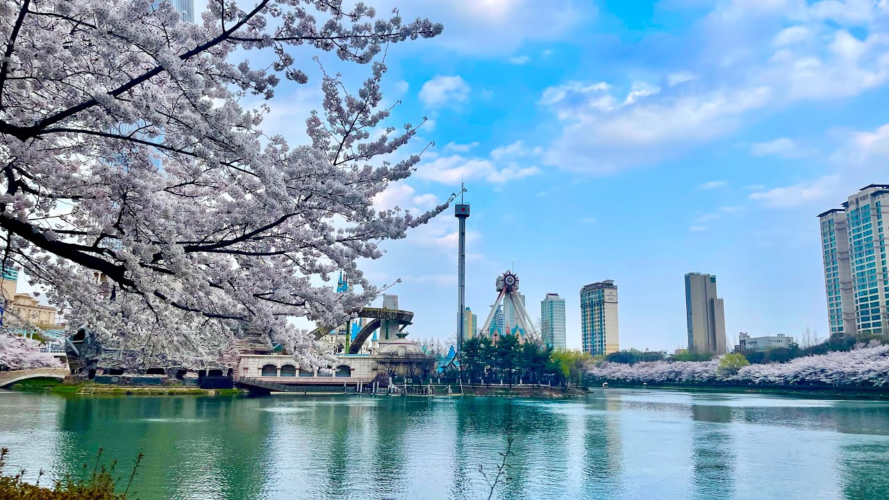 [4K] 벚꽃이 만개 한 서울 석촌 호수 산책 Korea Seoul Cherry Blossom Seokchon Lake walk
