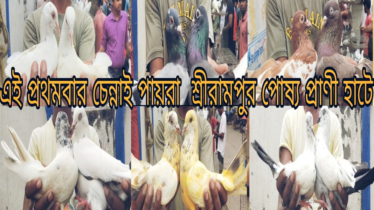 এই প্রথমবার শ্রীরামপুর হাটে নতুন প্রজাতির পায়রা। Shrirampur Pet Market