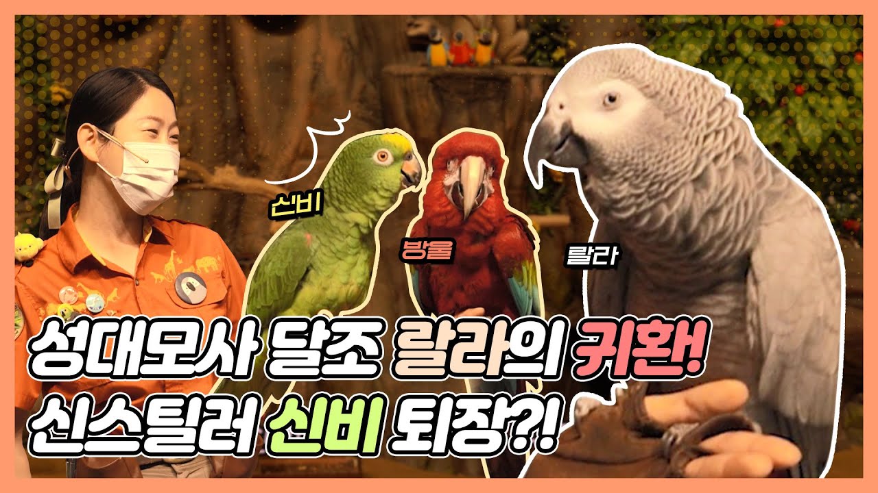 이 앵무새들 넘치는 끼 어떡하죠;; 진짜 퇴장까지 당해버림ㅋㅋㅋ｜ 에버랜드 #슈퍼윙스 애니멀톡 (Everland Super Wings)