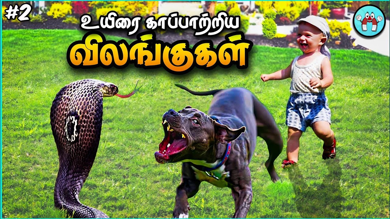 Animals That Saved Lives (தமிழ்) | Pt.2 | The Magnet Facts