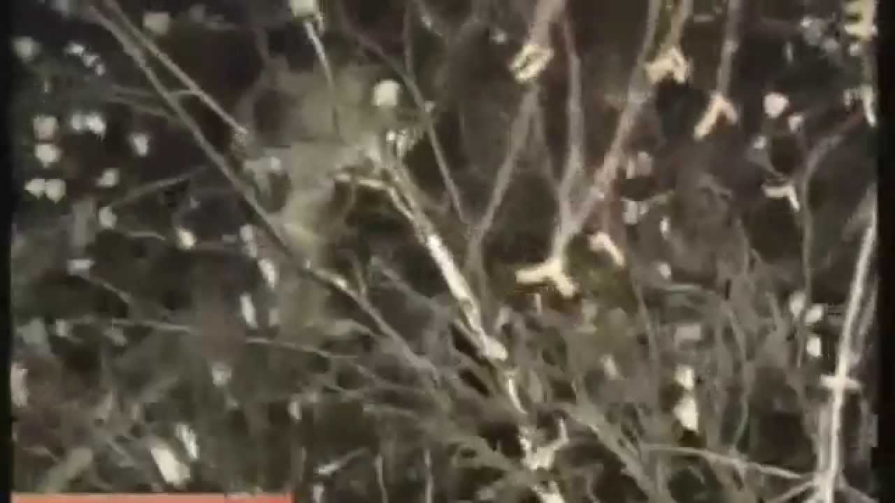 Der Katzen Retter aus Russland   (Deutscher Untertitel)