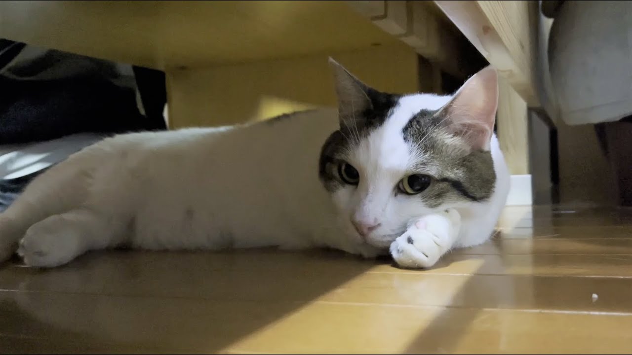 お父さんが出掛けたことを知らず寂しそうにする豆大福