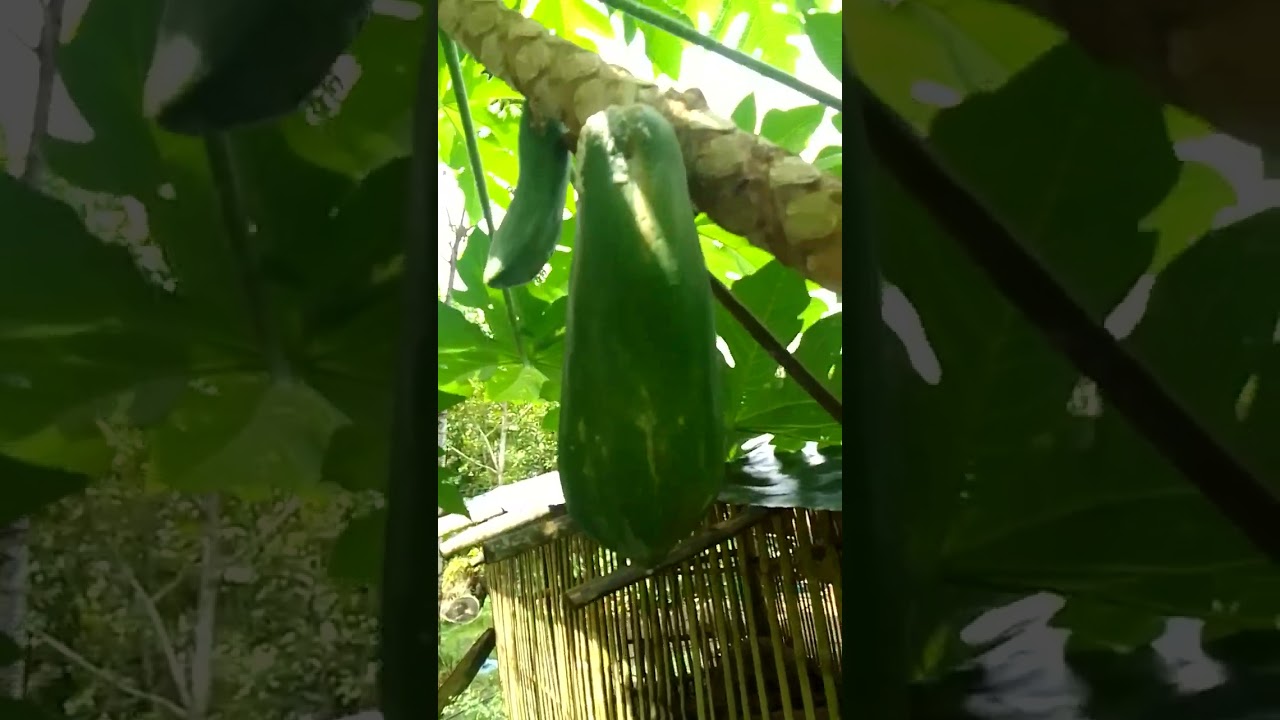 Full video of my mini garden tour🥰