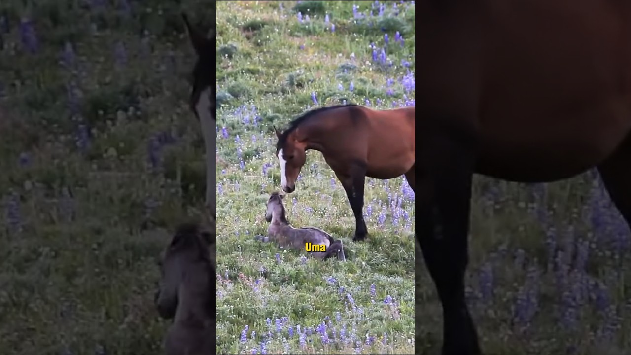 Um garanh&atilde;o tenta reinvindicar uma &eacute;gua logo ap&oacute;s parir #animais #natureza #curiosidades