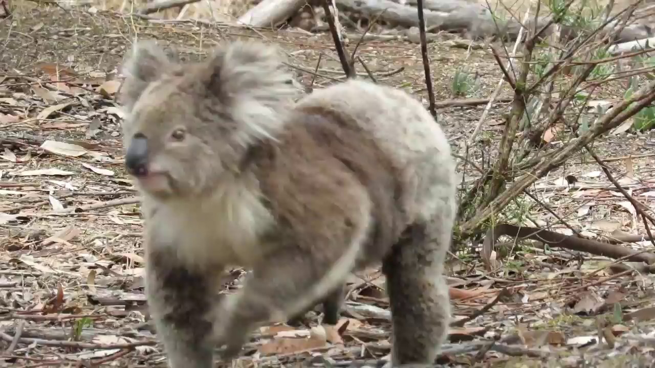 wild koala Pat walks to tourist