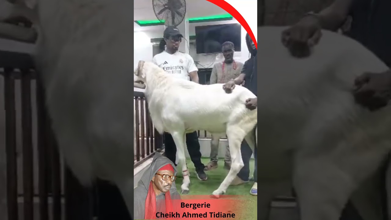 Bergerie Serigne cheikh Ahmed Tidiane sy Almakhtoum