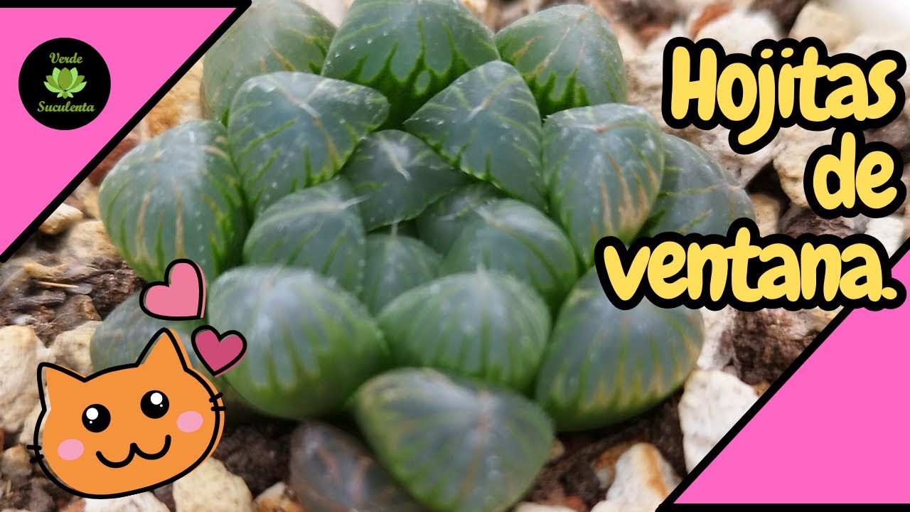 ¿Cómo mantener a tu Haworthia COOPERI sana y creciendo?