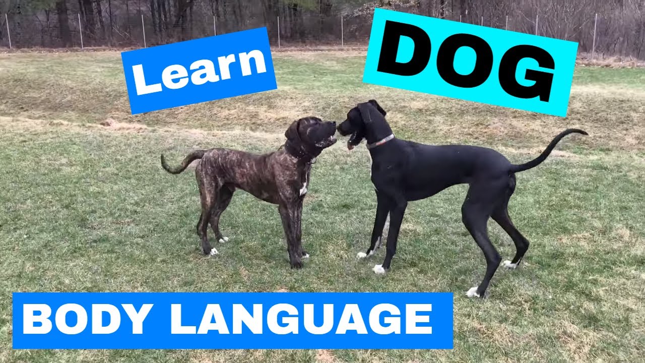 Understanding Dog Body Language of Great Dane & English Mastiff Playing