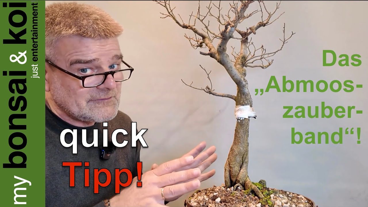 Bonsai - quick Tipp - Das 