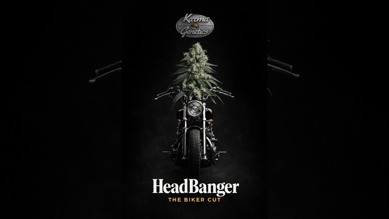 HEADBANGER by KARMA GENETICS: THE BIKER CUT 🏍️