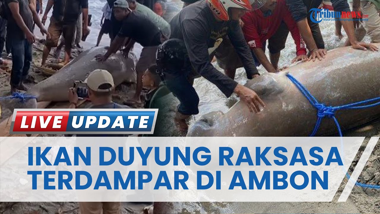 HEBOH! Duyung Seberat 300 Kg Terdampar di Pasar Minggu Ambon, Ditarik dan Diabadikan Ratusan Warga