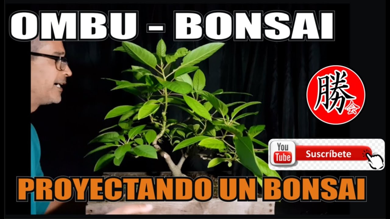 TRABAJANDO UN OMBU FUTURO BONSAI