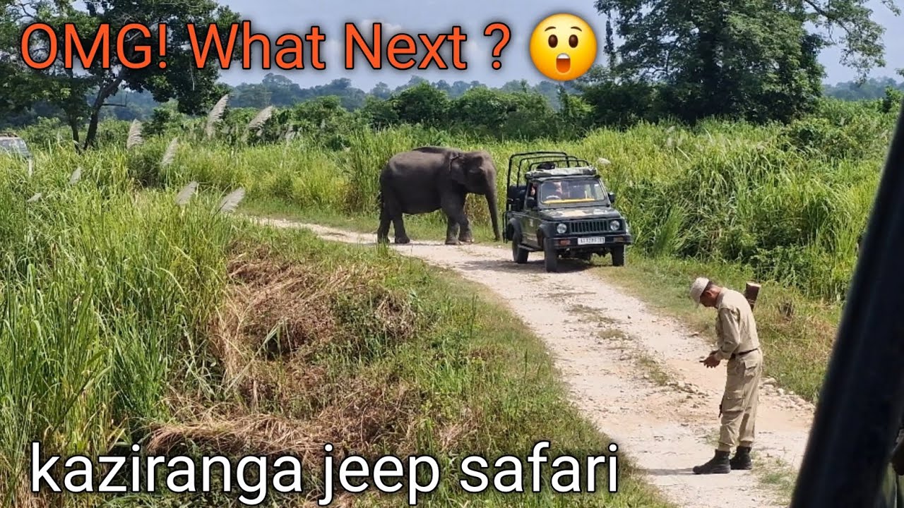 OMG! Unexpected Moment in Safari | What Next? Kaziranga National Park 