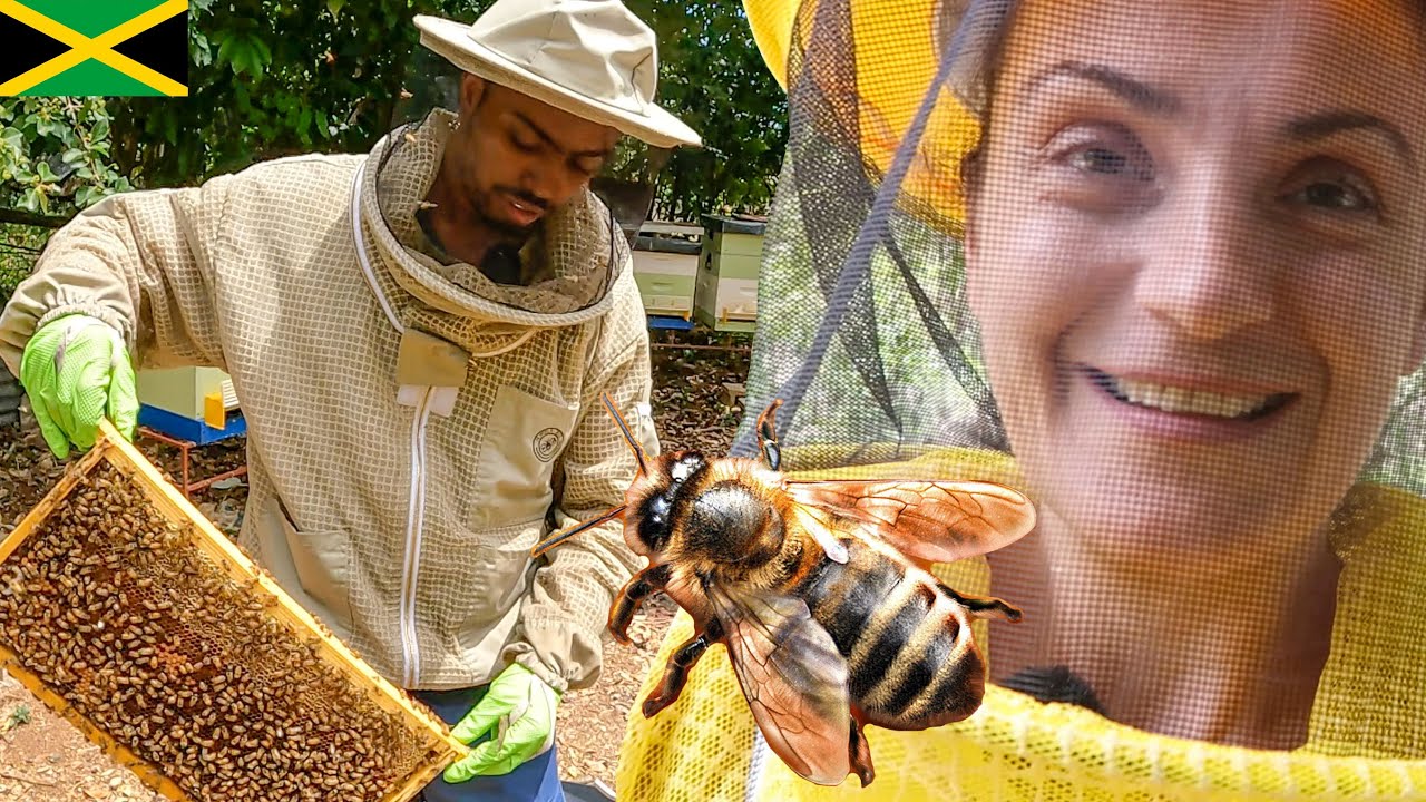 BEEKEEPING IN JAMAICA. Impressed by JAMAICAN FARMER from May Pen, Clarendon.