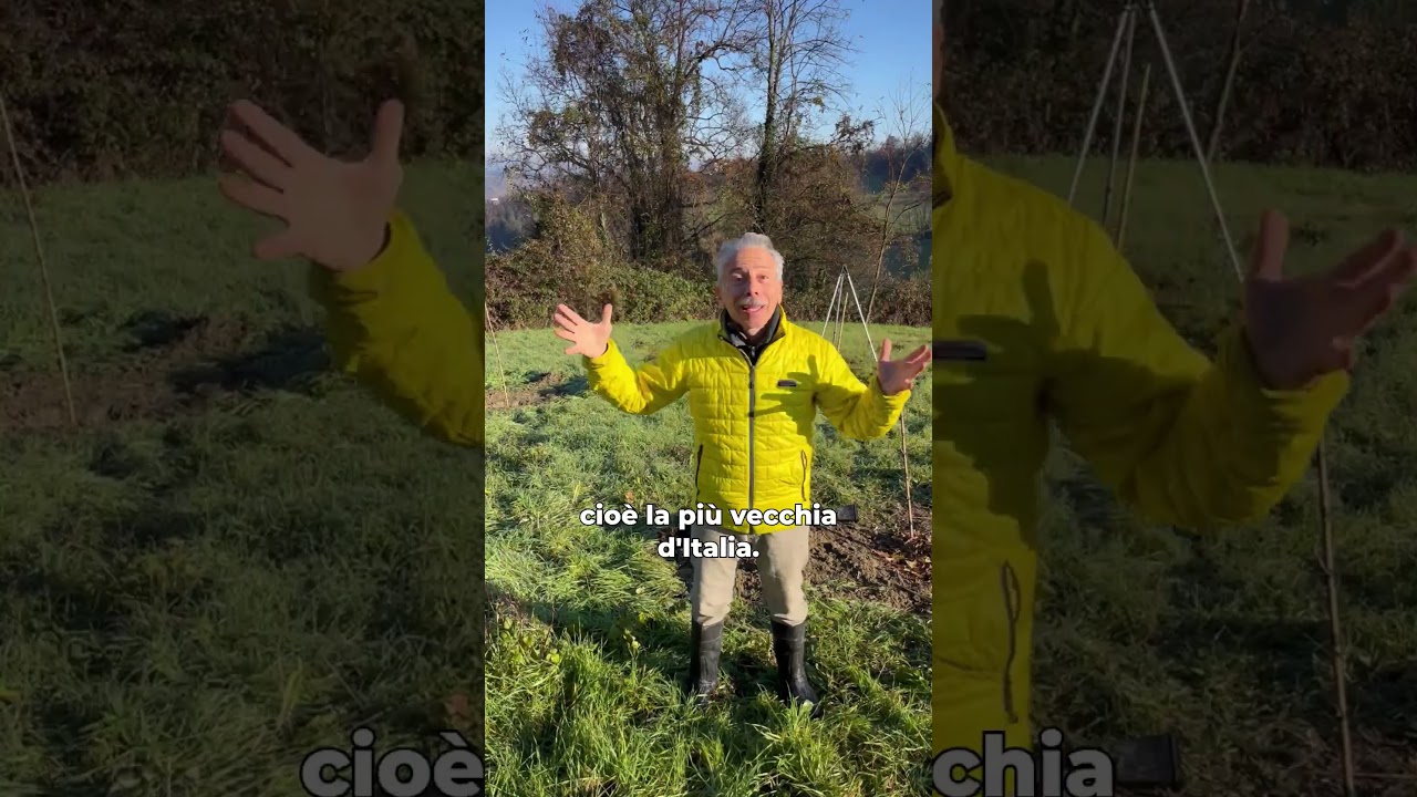 Abbiamo piantato il figlio di un cipresso di 800 anni 🌳#giovannistorti #shorts