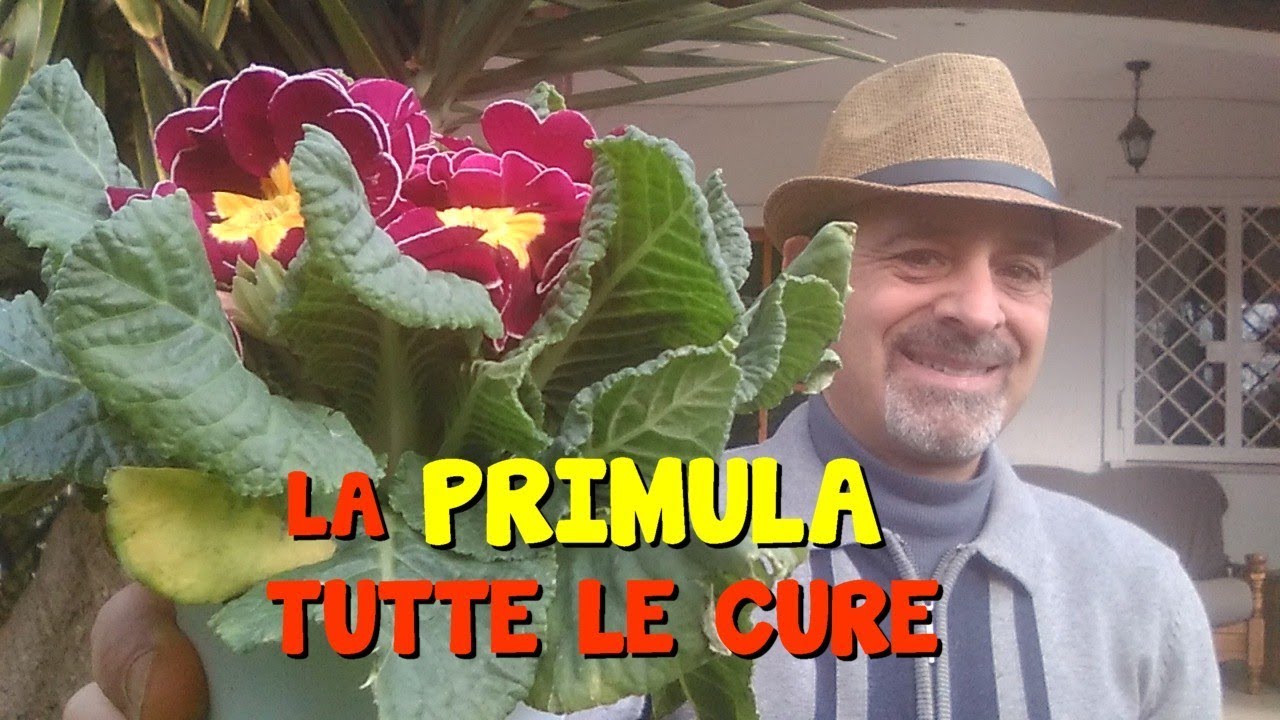 LA PRIMULA E LE CURE