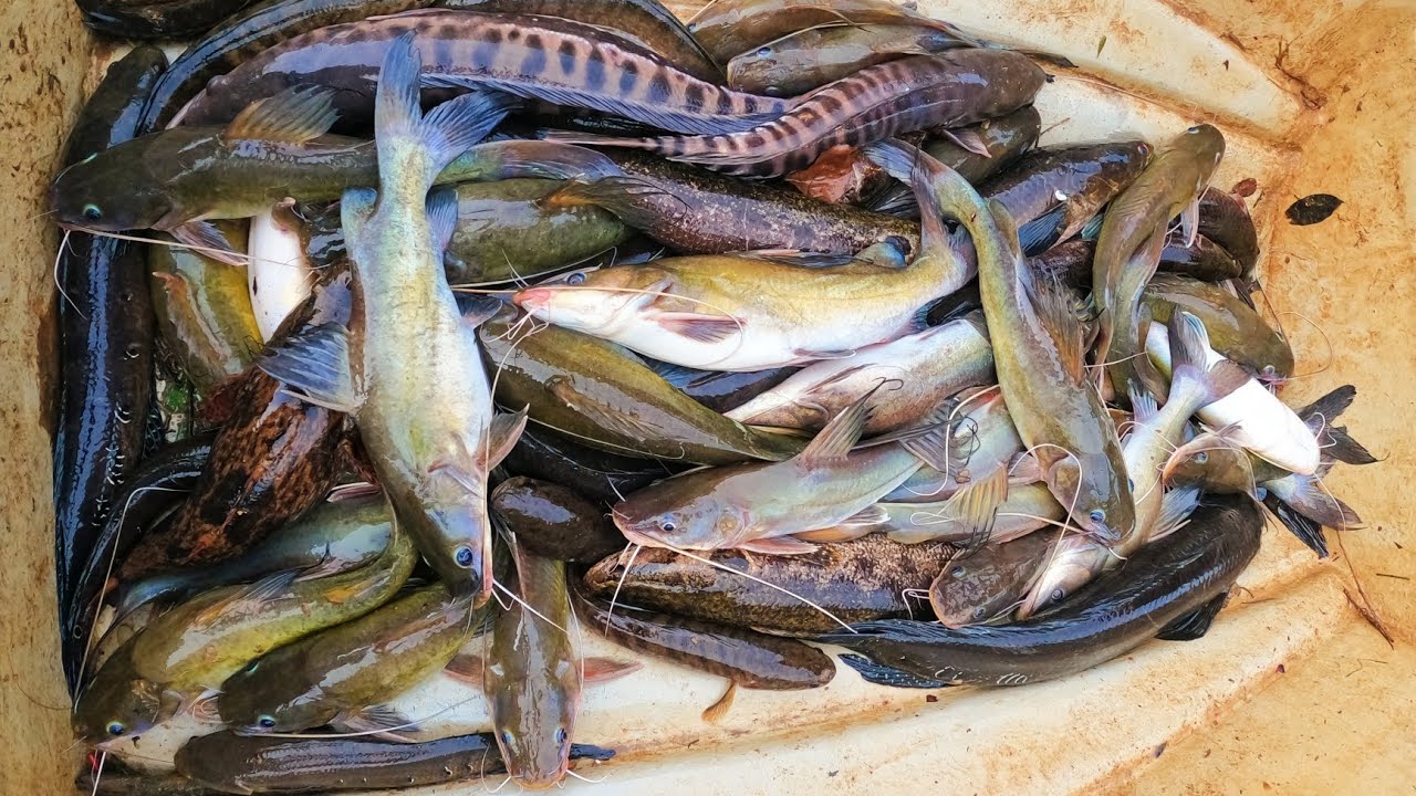 menajur ikan baung sungai yg banyak buaya eps235