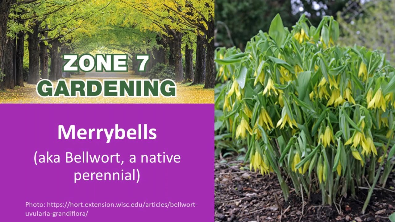 Zone 7 Gardening: Merrybells
