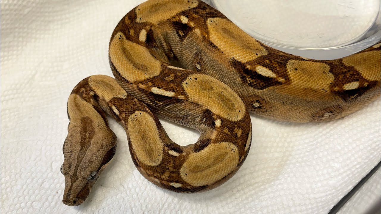 Boa Genetics Explained (Novice)