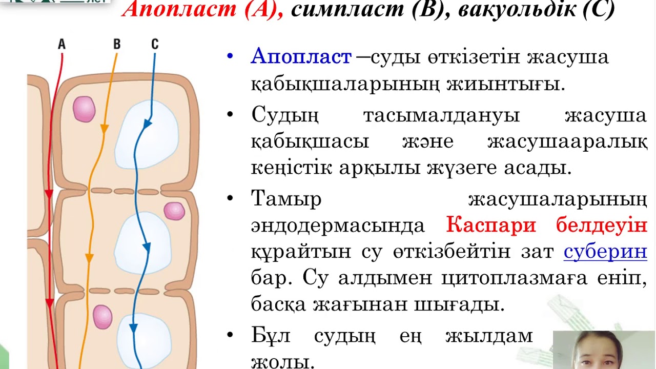 Биология. 11 сынып. Заттардың тасымалдануының симпластық, апопластық, вакуолярлық жолдары.