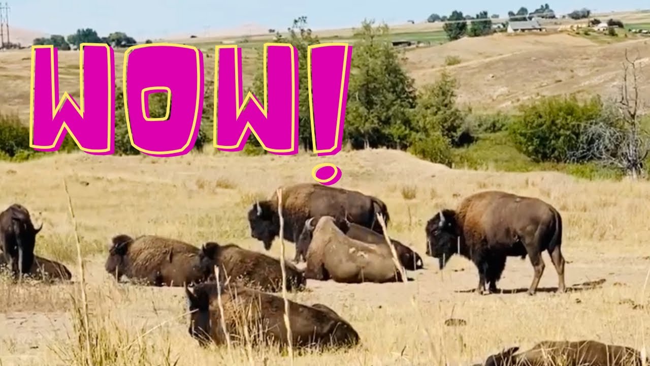 National bison range Montana