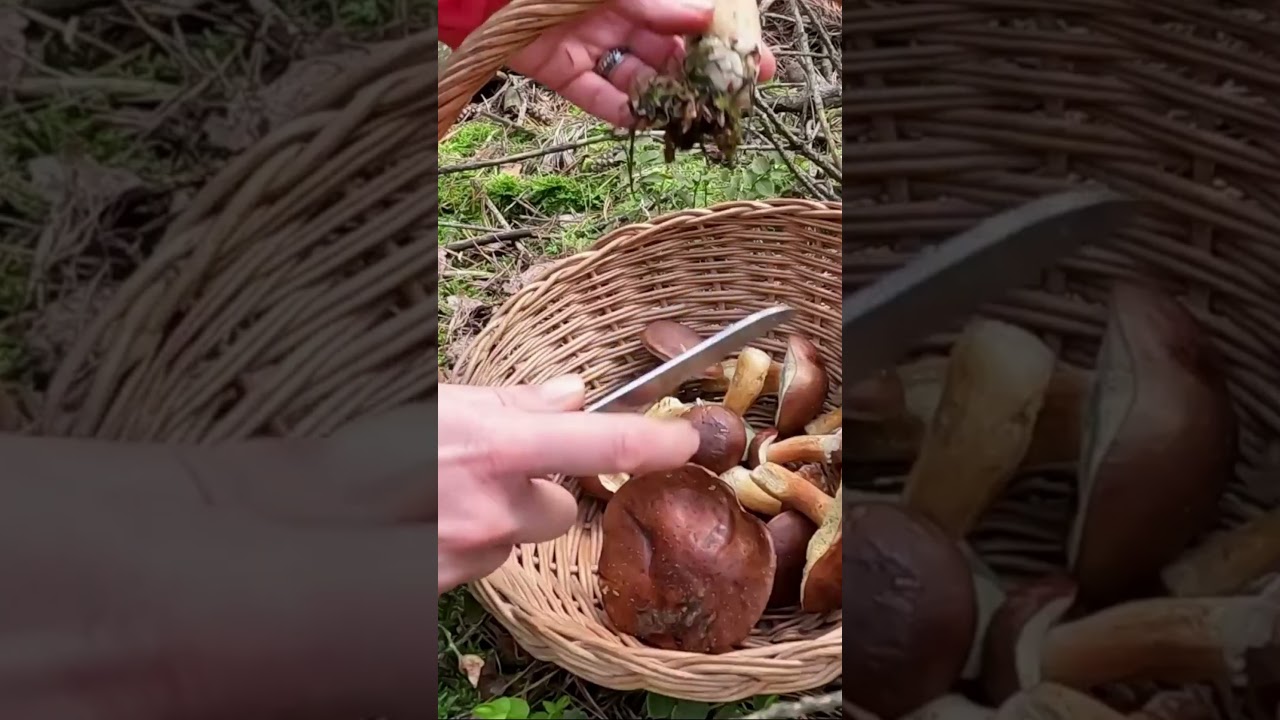 Add yeast and increase the mushroom growth of your plantation by 50% #mushroom  #grow #oyster