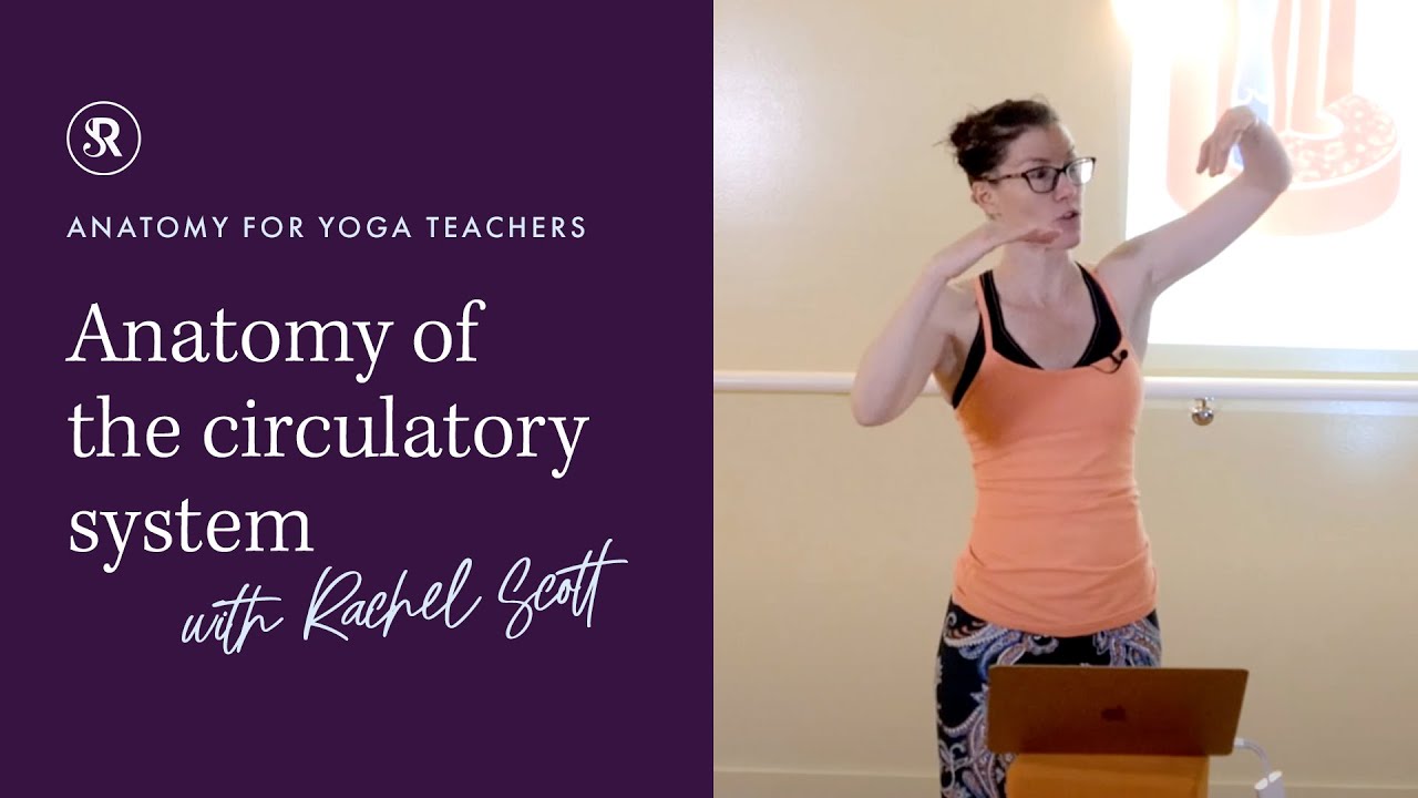 Anatomy of the Circulatory System: Anatomy for Yoga Teachers