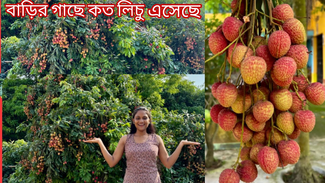 বাড়ির গাছে এবারে অনেক লাল লাল লিচু হয়েছে।। lichi tree।।