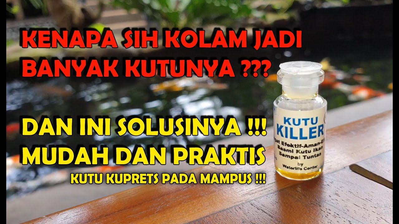CARA MUDAH MEMBASMI KUTU IKAN KOI | KUTU KILLER