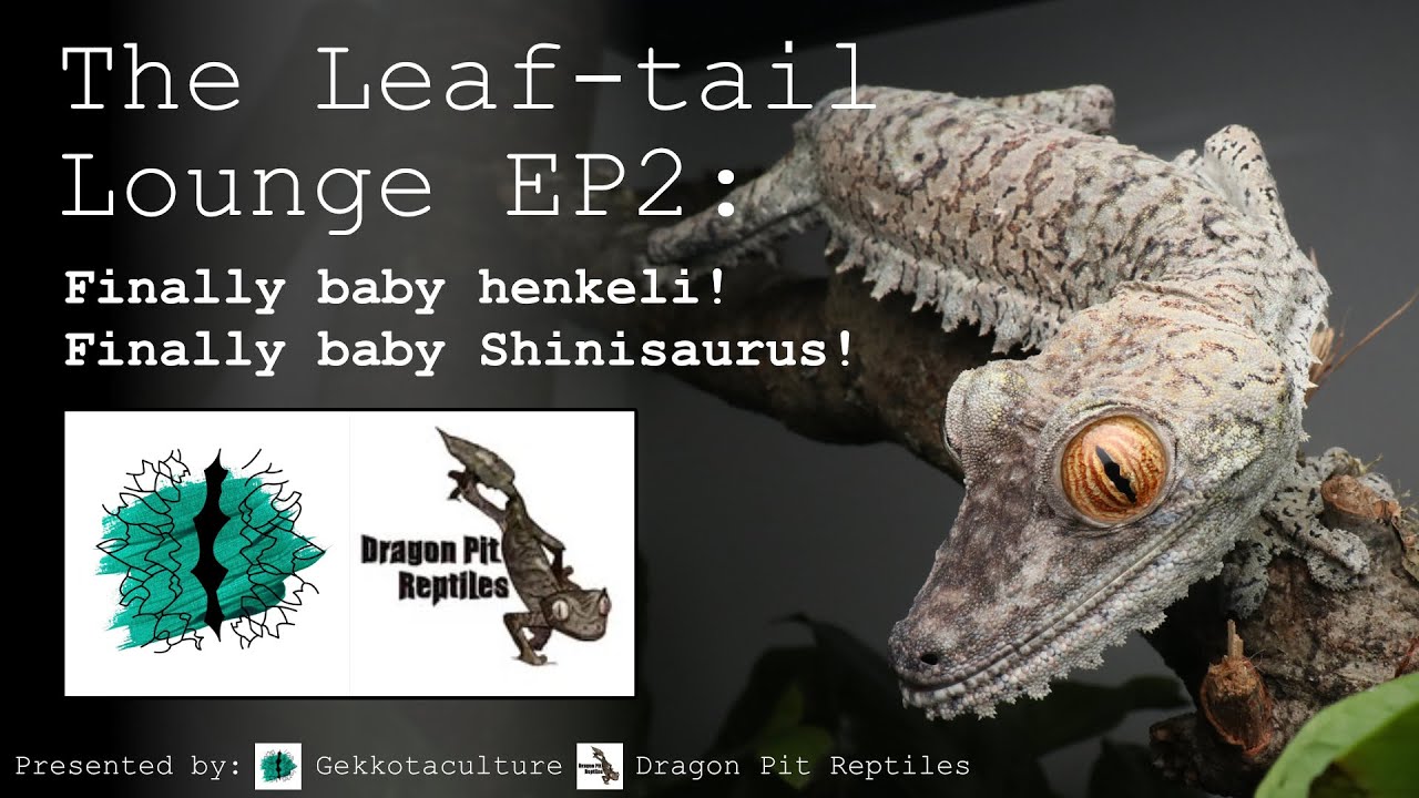 The Leaftail Lounge Ep. 2 -   Finally baby henkeli! Finally baby Shinisaurus!