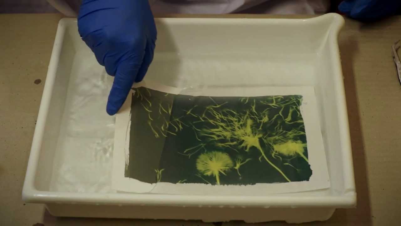 La Cianotipia - The Cyanotype Process