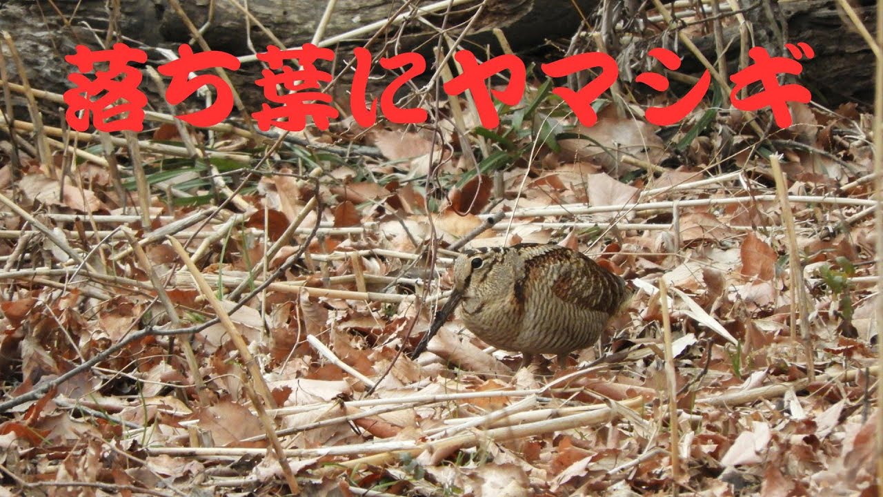 落ち葉にヤマシギ