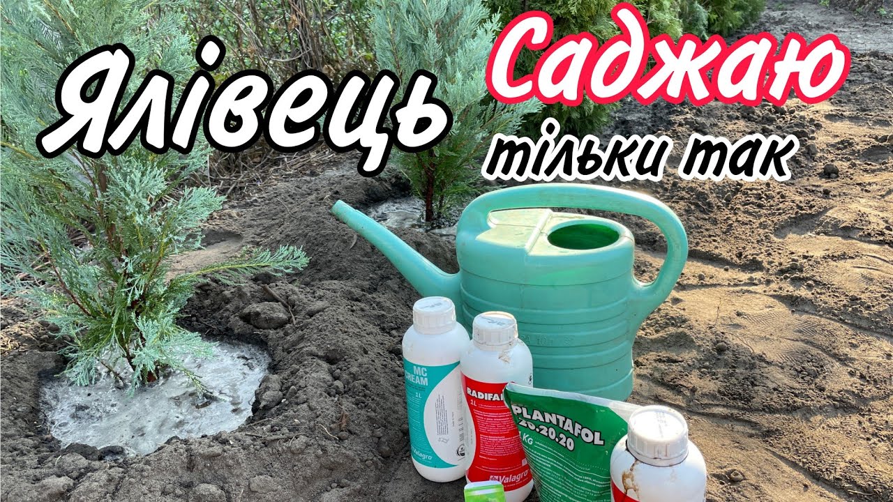 Повна ІНСТРУКЦІЯ як саджати ялівець або будь-яку хвойні рослину.