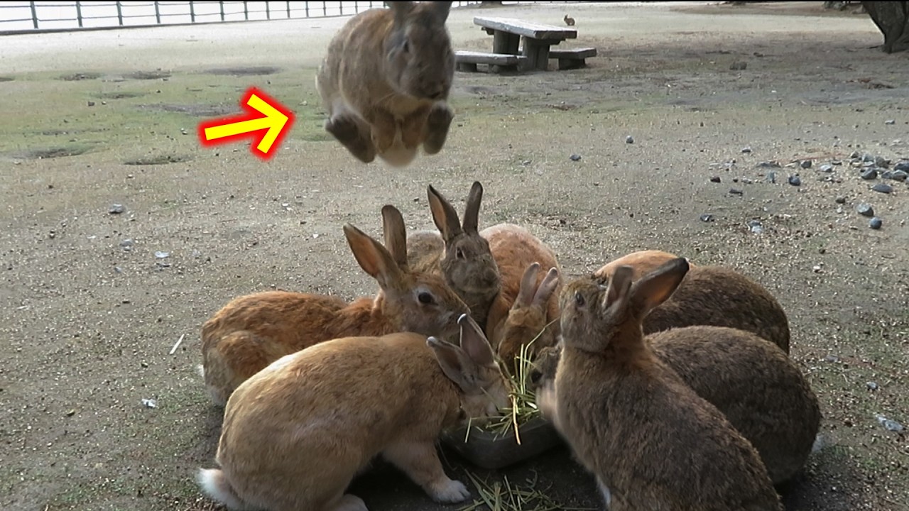 【 Rabbit Island 】何、この可愛いマンガみたいなジャンプ💗