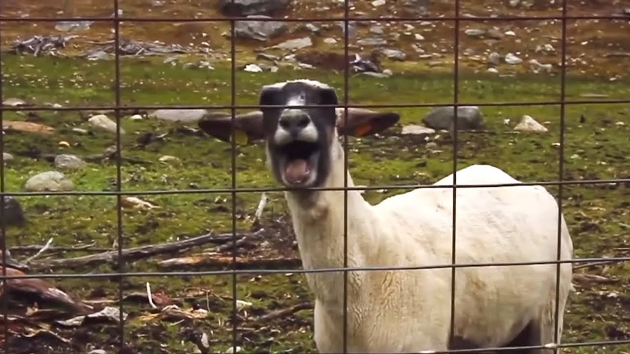 Atherza Goat Jump Scare