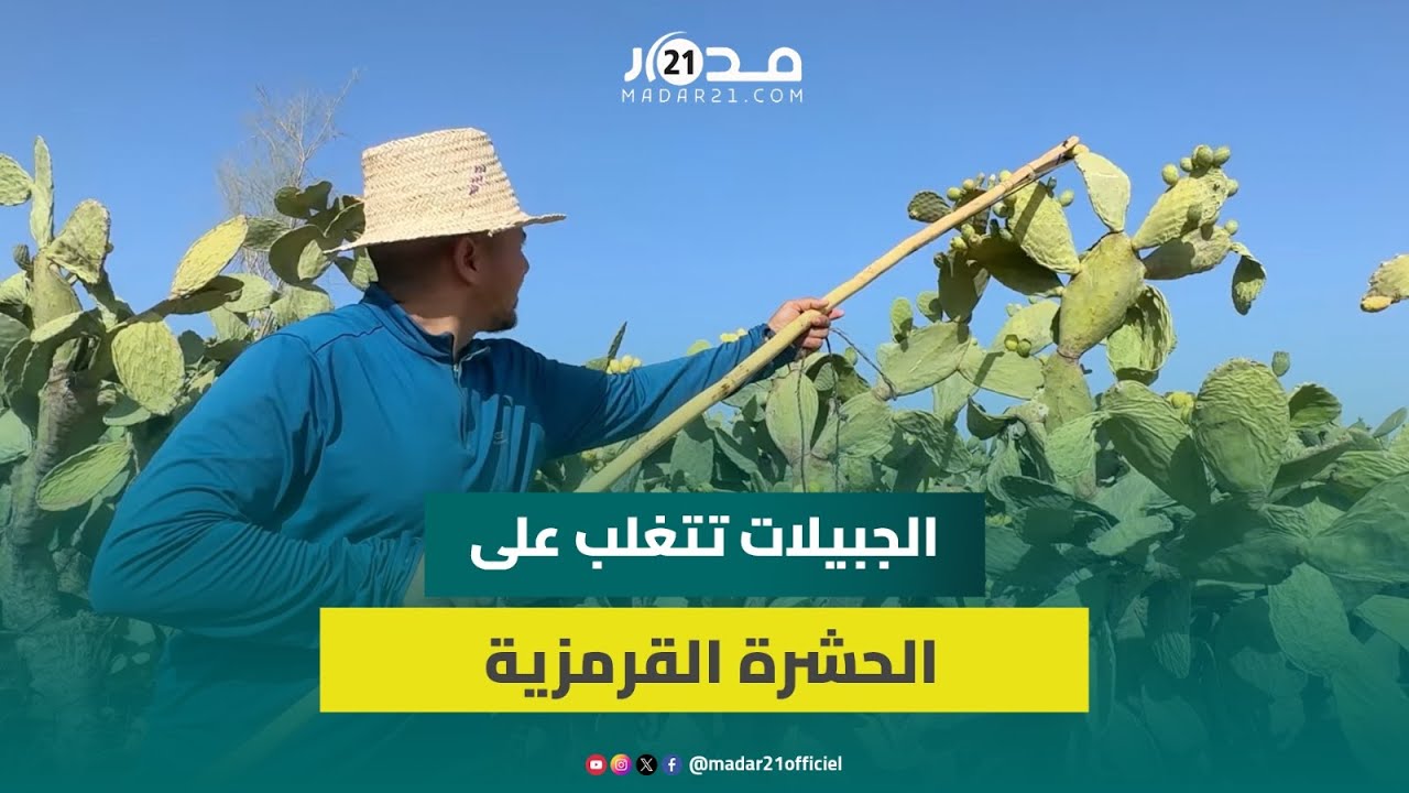 المحافظة على 34 هكتارا من الصبار المغربي الأصيل.. 