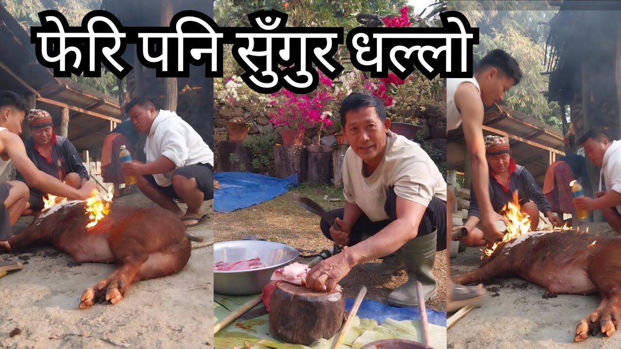धराने कालो बंगुर 😜फेरि सुँगुर काटियो है 