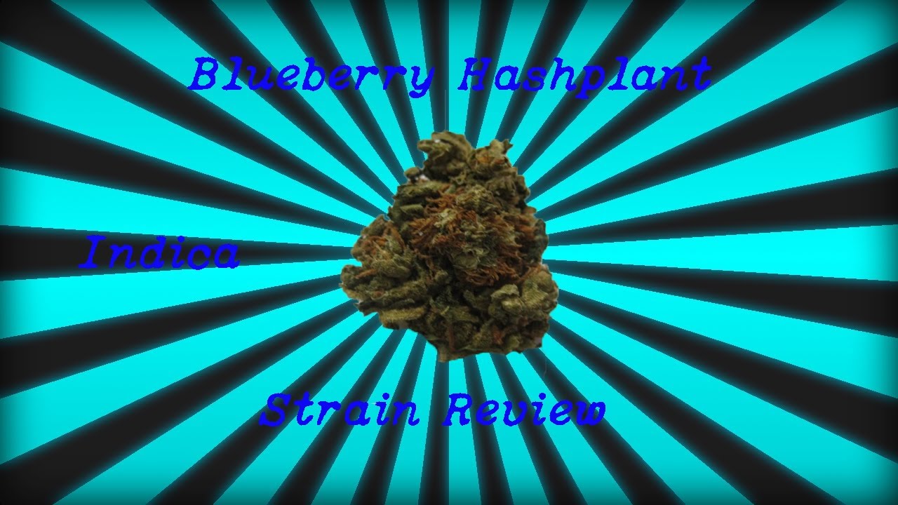 Blueberry Hashplant Strain Review!
