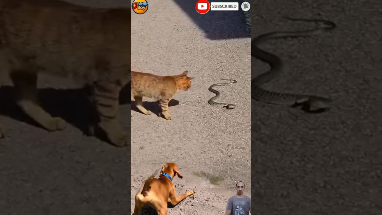 KUCING VS ULAR ‼️ANJING MENGGONGGONG #animals #cat #dog #shorts