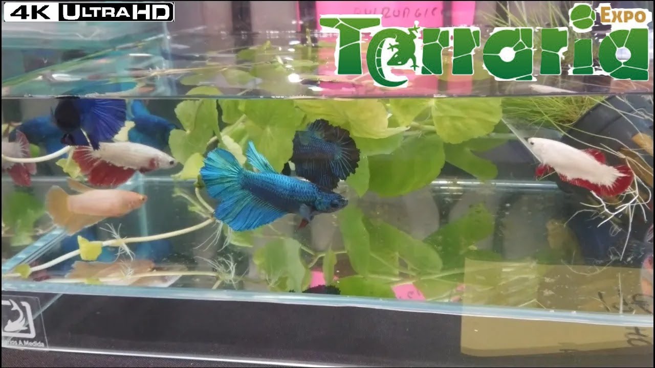 TurtleWorld EX5 ～ Expoterraria Talavera de la Reina 🇪🇸 (2024)