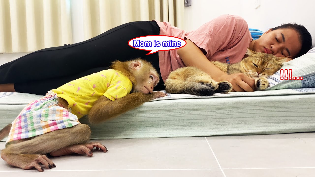 So funny! Monkey Lyly jostles for space with cat Tommy to sleep with mom