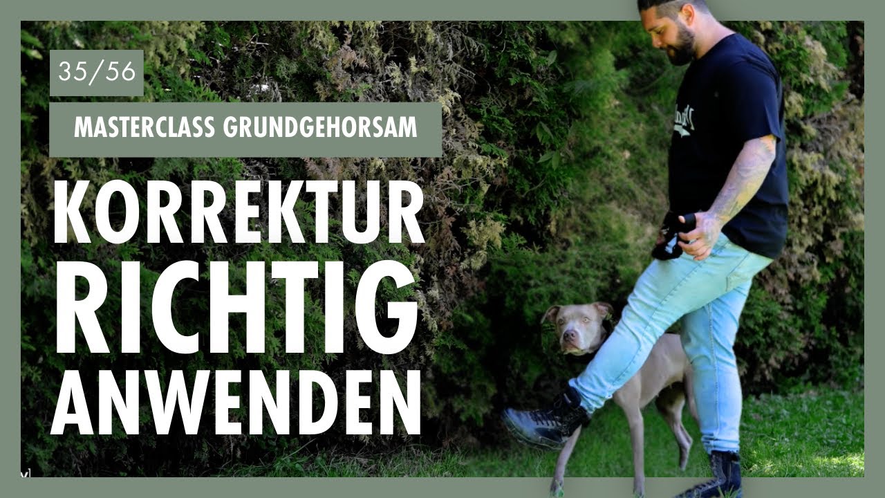 So Korrigierst Du Deinen HUND Richtig | Leinenf&uuml;hrigkeit Verbessern & Bindung St&auml;rken | Tag 35