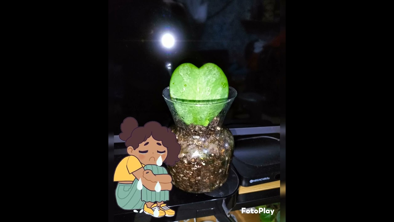 hoya kerrii, reproducción mediante 1 hoja. planta corazón ❤️