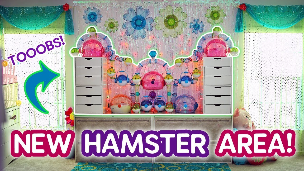 🐹 My New Hamster Area + Filming Studio! (Room Tour) 📽