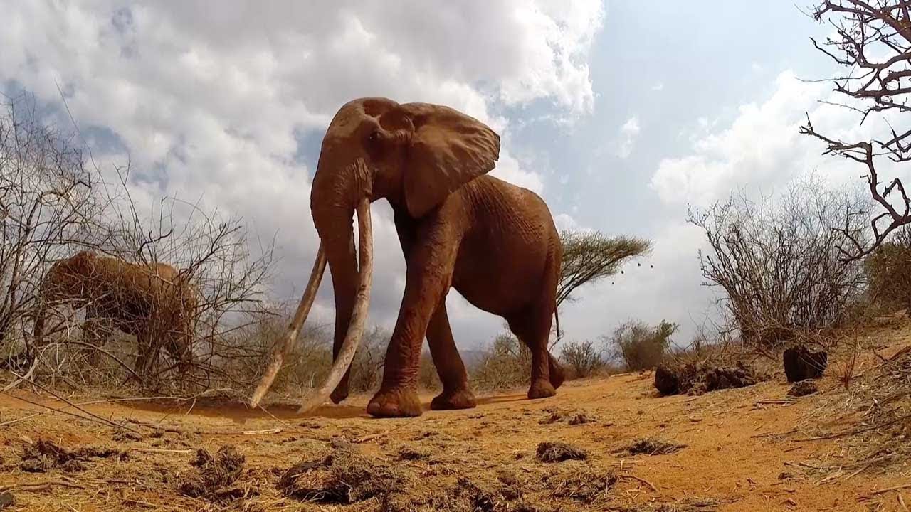 Elephant Has Longest Tusks