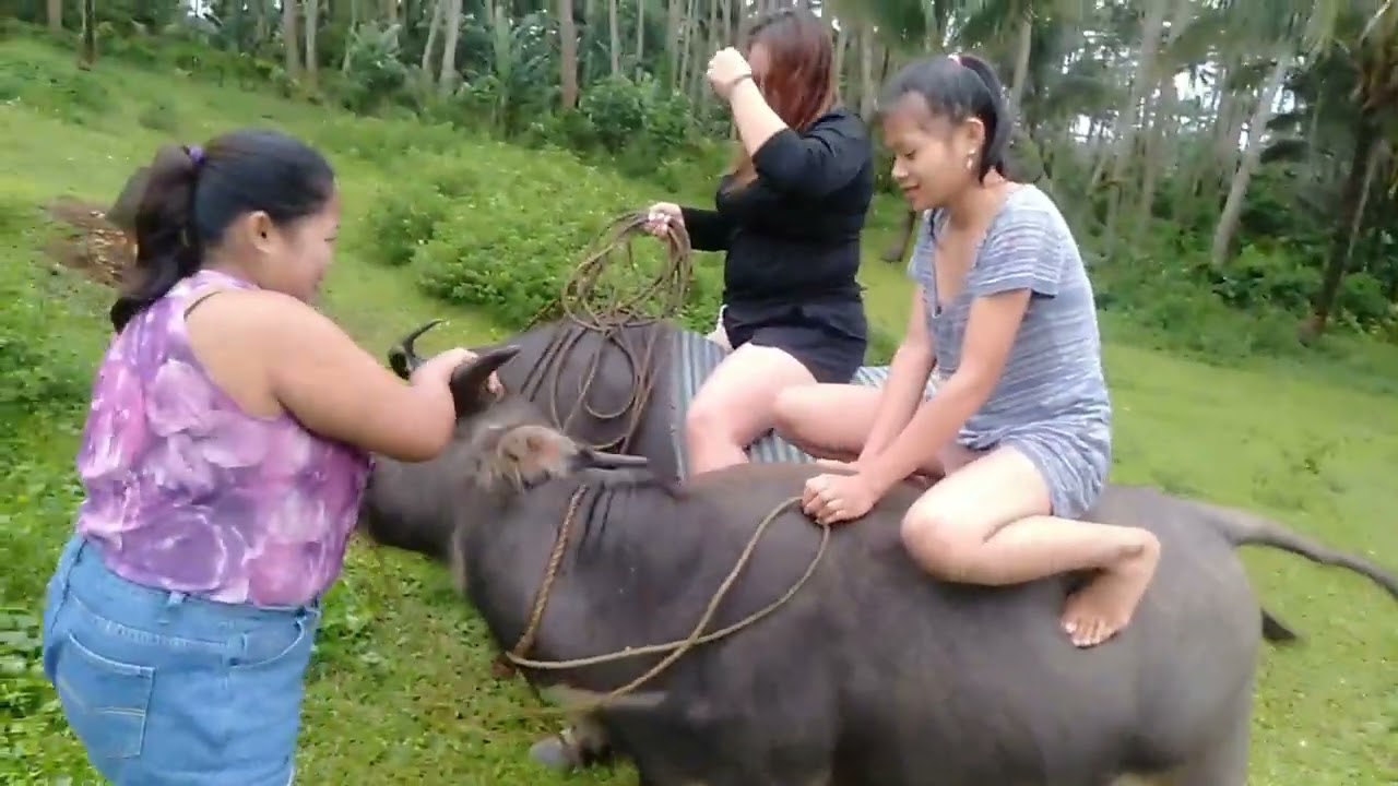 The three of us are riding two carabaos