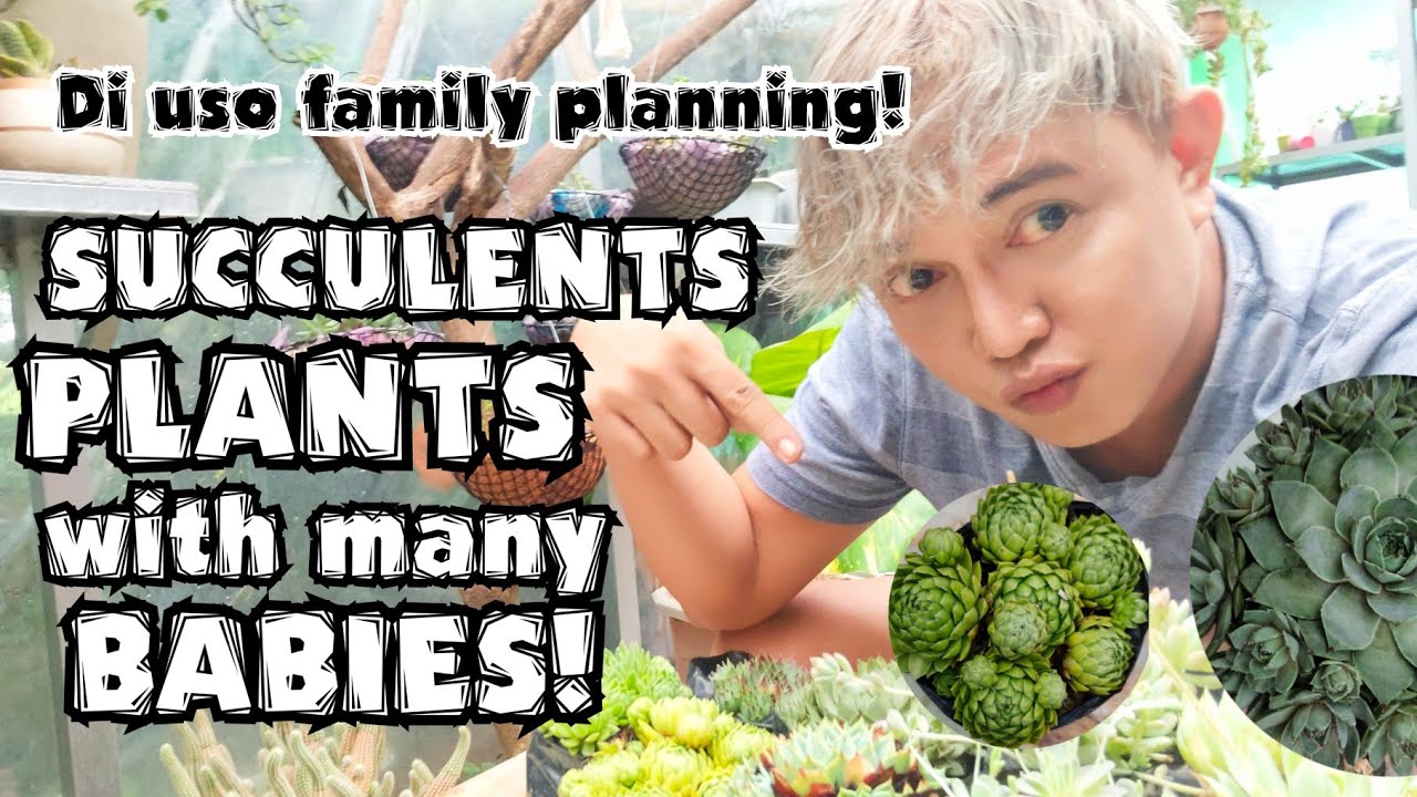 SUCCULENTS PLANTS WITH MANY BABIES & CARE TIPS | PLANT HUNT