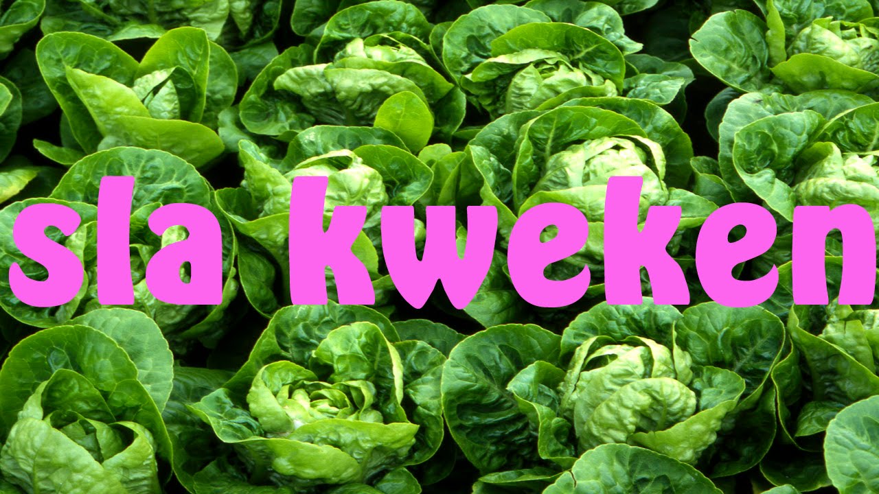 Sla kweken van zaad