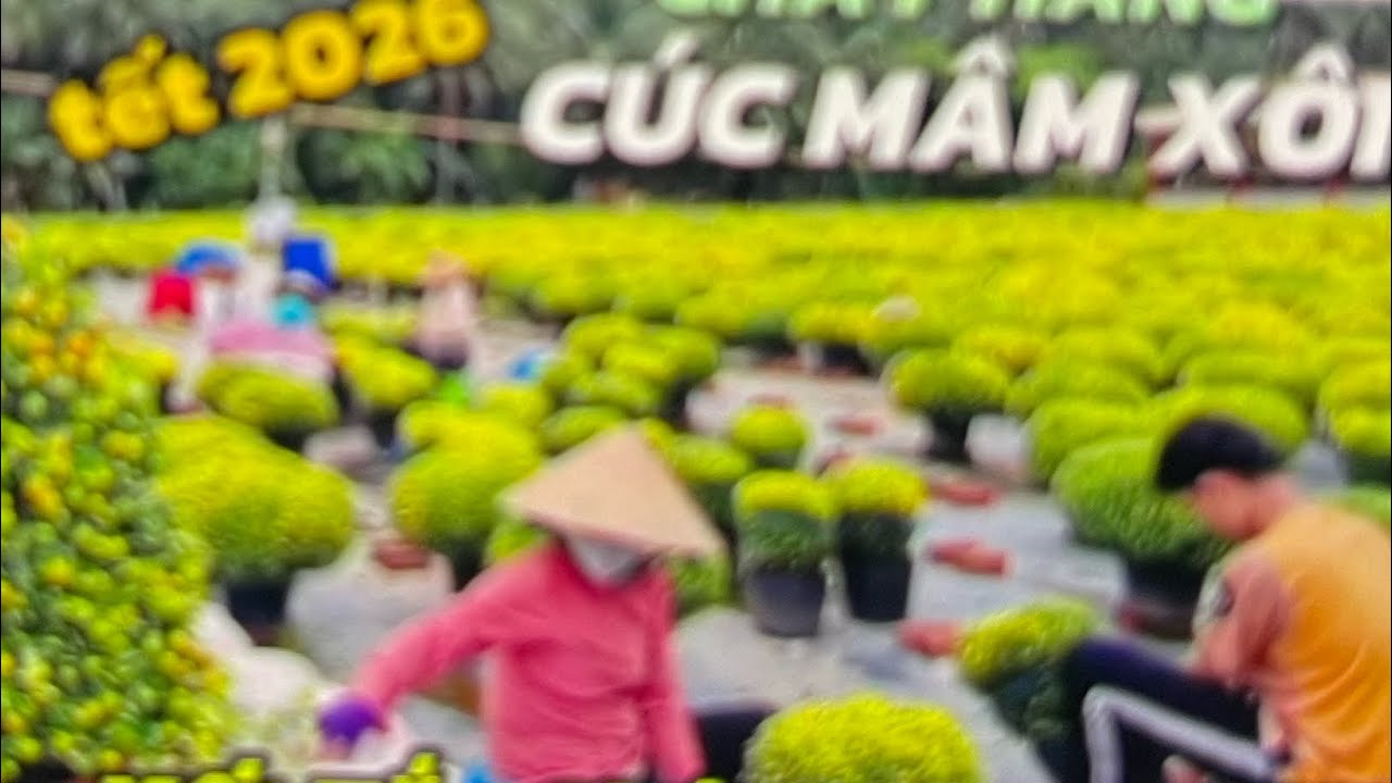 QUÁ BẤT NGỜ LÀNG HOA SA ĐÉC TẾT 2026 GIÁ HOA KIỂNG QUÁ RẺ, CÚC MÂM XÔI NỞ SỚM BÀ CON MẮT TẾT