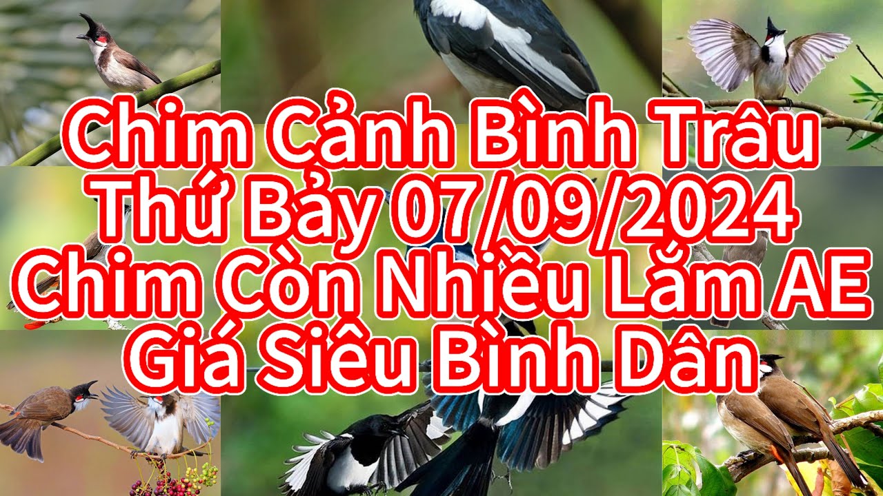 💓 sáng thứ bảy💓7/9💓SĐT💓0903743166💓CHIM mới ngập nhà 💓💓💓💓💓